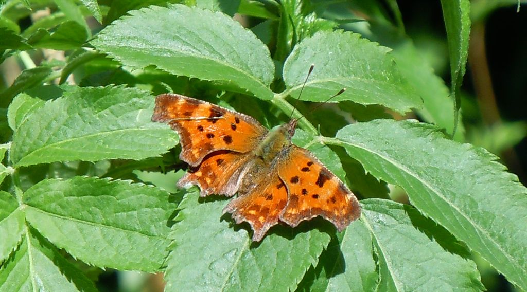 Polygonia c-album